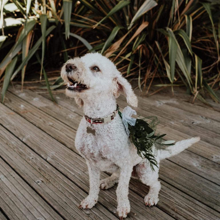 white dog floral collar portfolio page